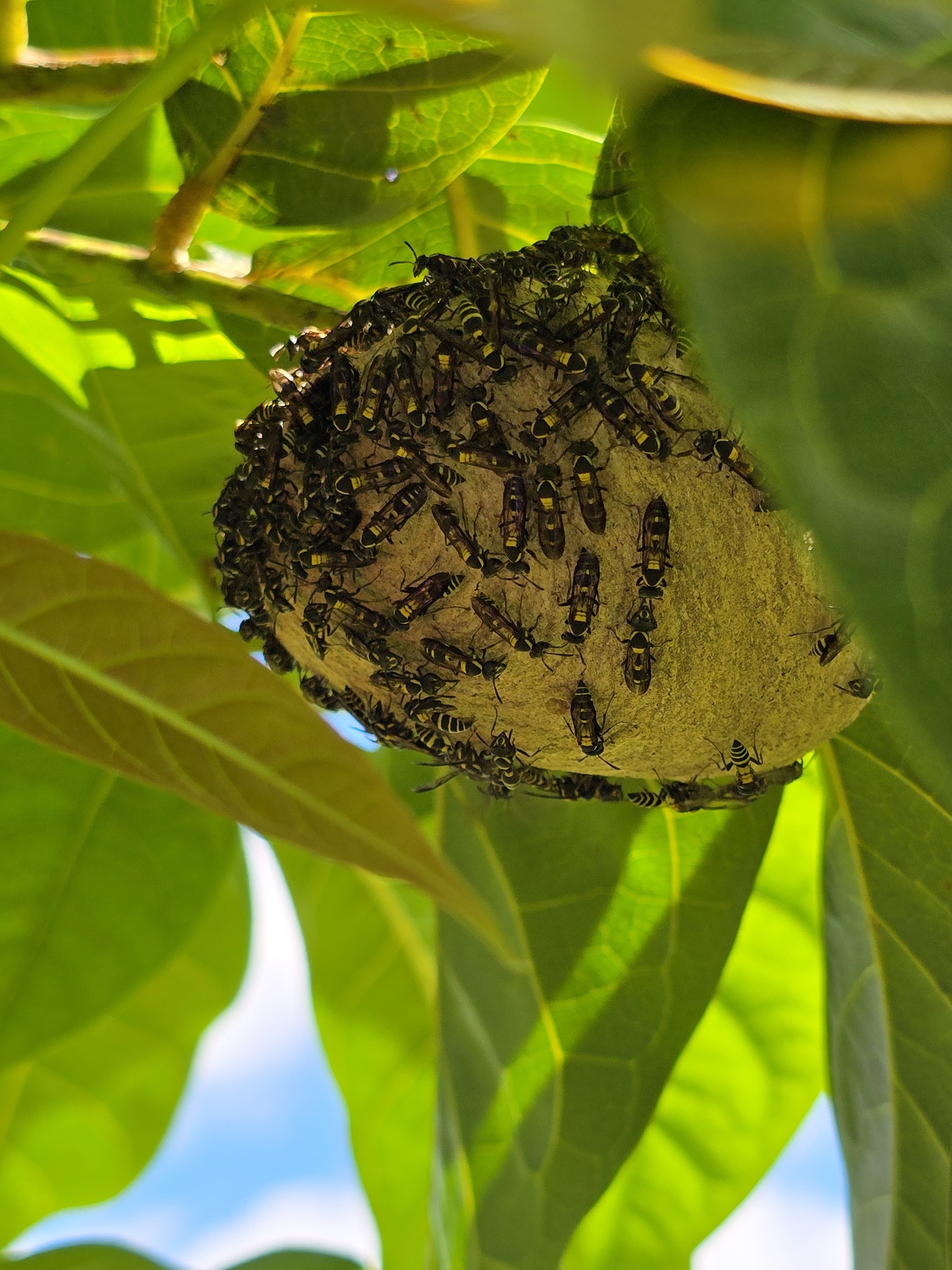 La biodiversidad también se produce en las fincas ganaderas