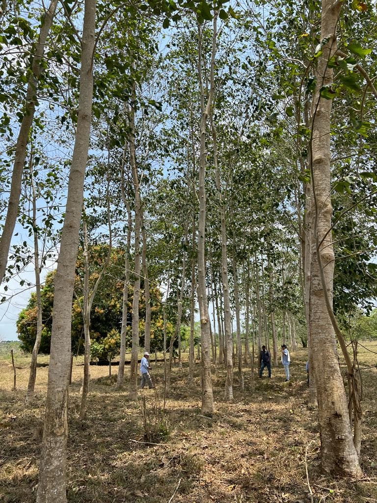 Tecnología para uso eficiente de recursos y cero deforestación