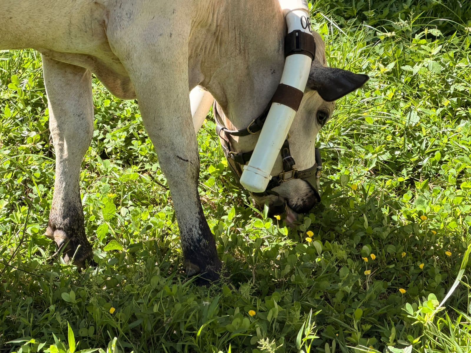 Bienestar animal: una pieza clave para una ganadería más productiva y sostenible